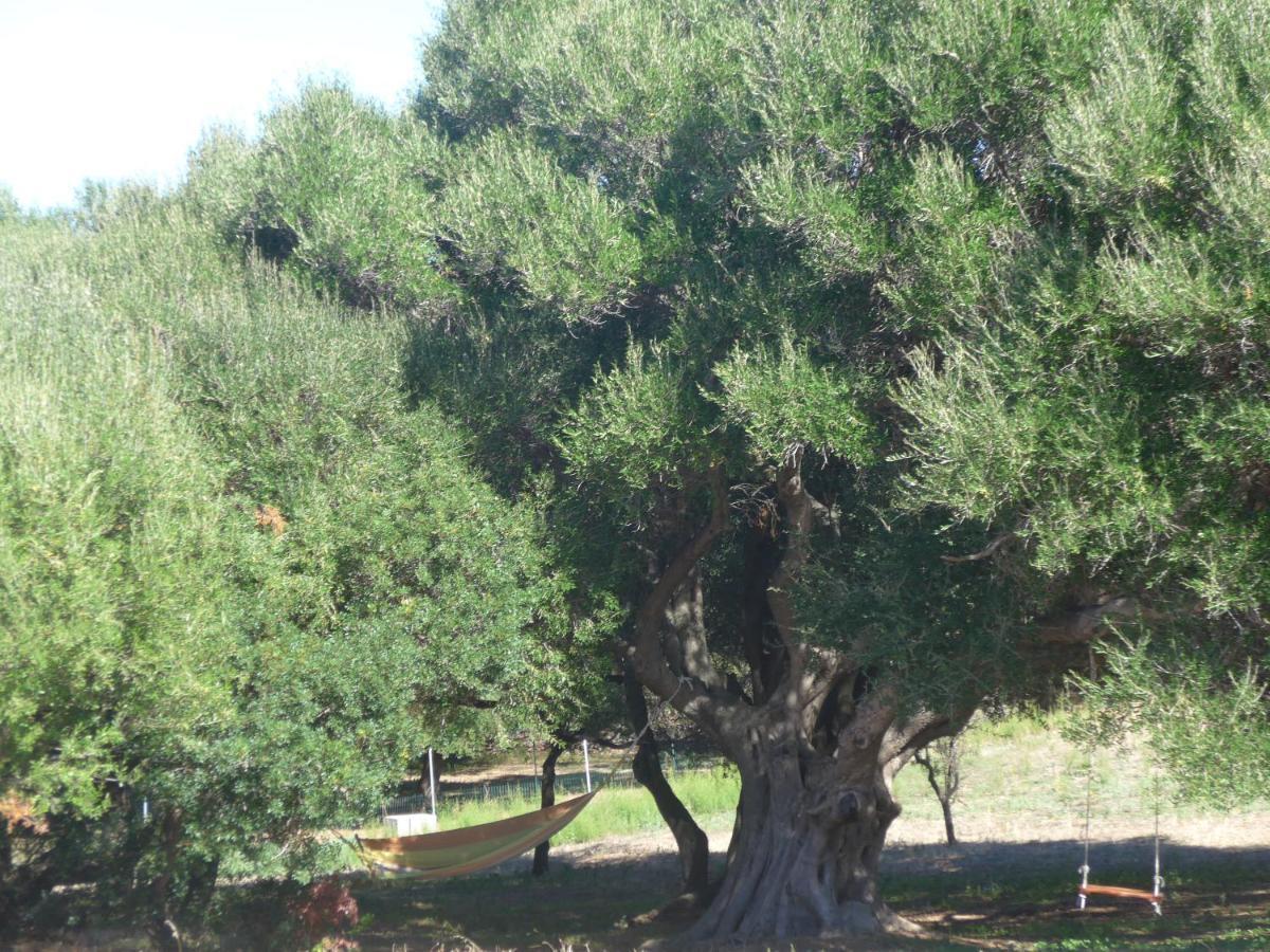Agriturismo Gli Olivastri -Appartamento Bel Vedere Con Piscina ,Solarium E Vista Mare,Climatizzatore ,Wifi Aglientu Exteriör bild
